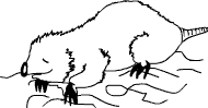 marsupial mole